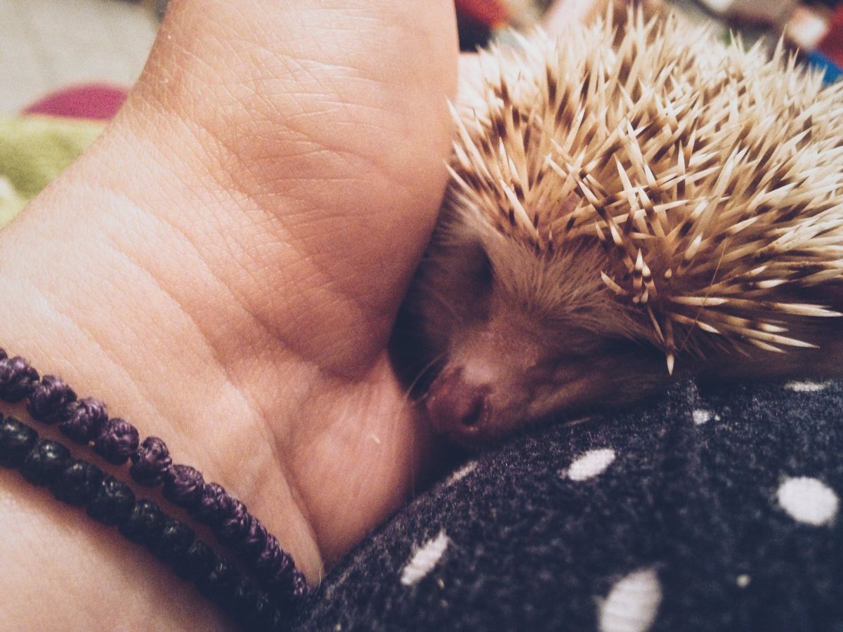 Dr_Lexy's tweet photo. This little #baby is now part of #myfamily !❤️🙈#hedgehog #animals #myhedgehog #AfricanPygmy #nature #Mypet #love #happy #Fanya #happyfaces https://t.co/Lbmb9pBQ1g
