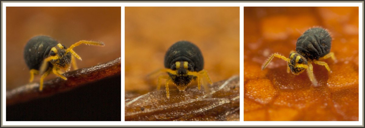 Ed_P_Wildlife's tweet photo. A trio of attractive little (0.5mm) globular springtails from our #Staffs garden this morning. Dark-form of Sminthurinus aureus. https://t.co/6nB7x4DLUU