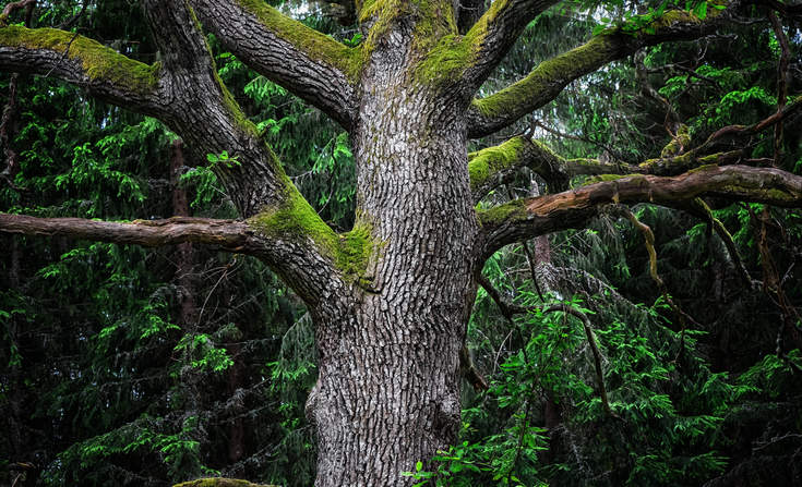 trellisgroup_'s tweet image. Unleashing trees in the battle against #climatechange buff.ly/2fNHNFy via @laurentcooper