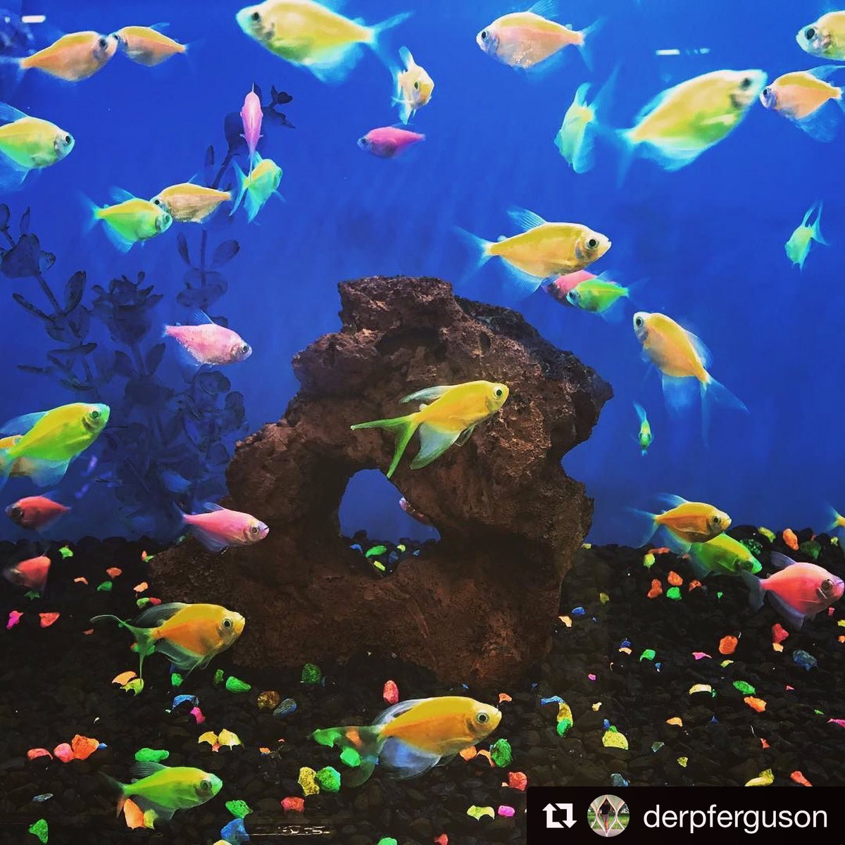 find the nearest petco