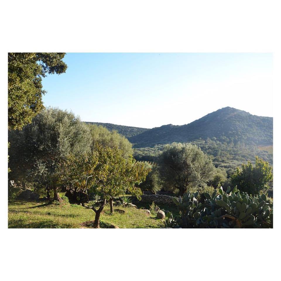 mairiedelecci's tweet photo. Torraccia - Ballade au soleil 🌳 #lecci #mdlecci  #marche #torraccia https://t.co/GIYc7fJTgz