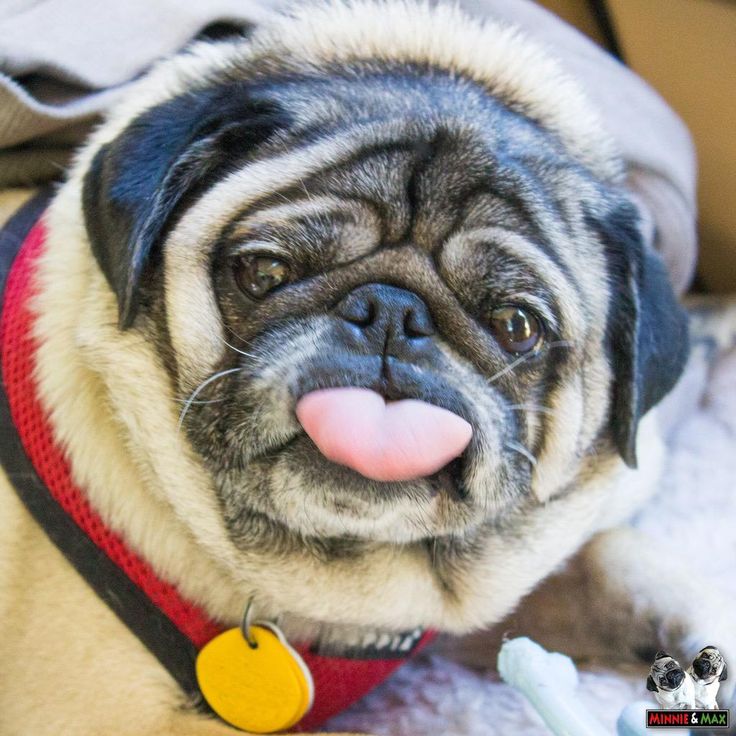 Tongue Out Tuesday!! Have A Great One!! #TongueOutTuesday #puglife  #WinterIsHere #Cold #keepwarm
