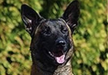 IdahoStatesman's tweet photo. Memorial service today for #Jardo, the Boise police dog shot on duty. https://t.co/jtJcMKaUFt https://t.co/Oz3PM2KDax