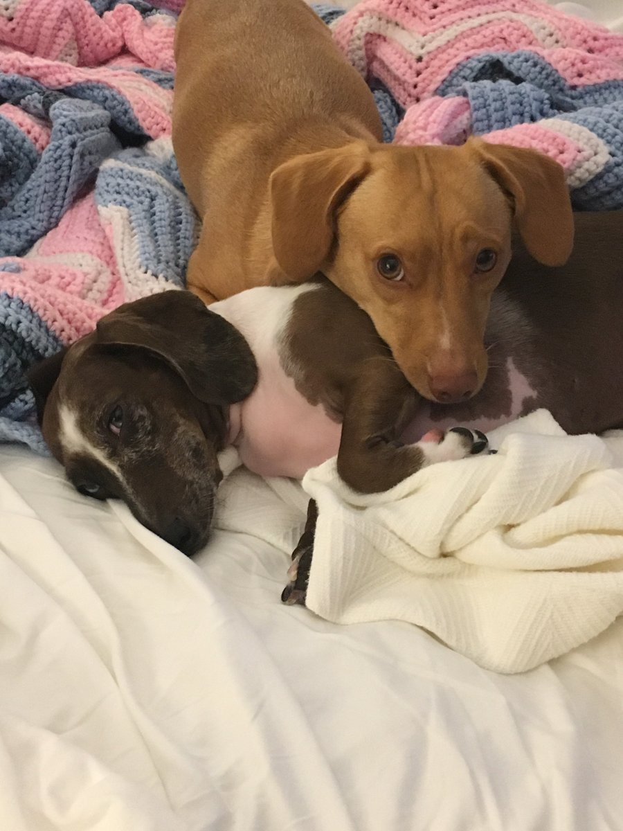 Bellyscratched's tweet photo. SMB Alumni “Boone” is looking so handsome. He loves his sister Mini ❤️ #doxiemix #doxiesofig #rescuelove #scratchmybellydogrescue https://t.co/3SQorfQMj7