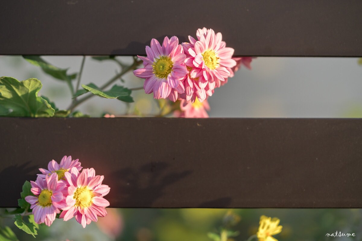 natsumetic's tweet photo. 日常すなっぷ
2016.11.22
#fe90 #a7r2 #sonyalpha #Tokyo #photography https://t.co/0A2pmzzMAQ