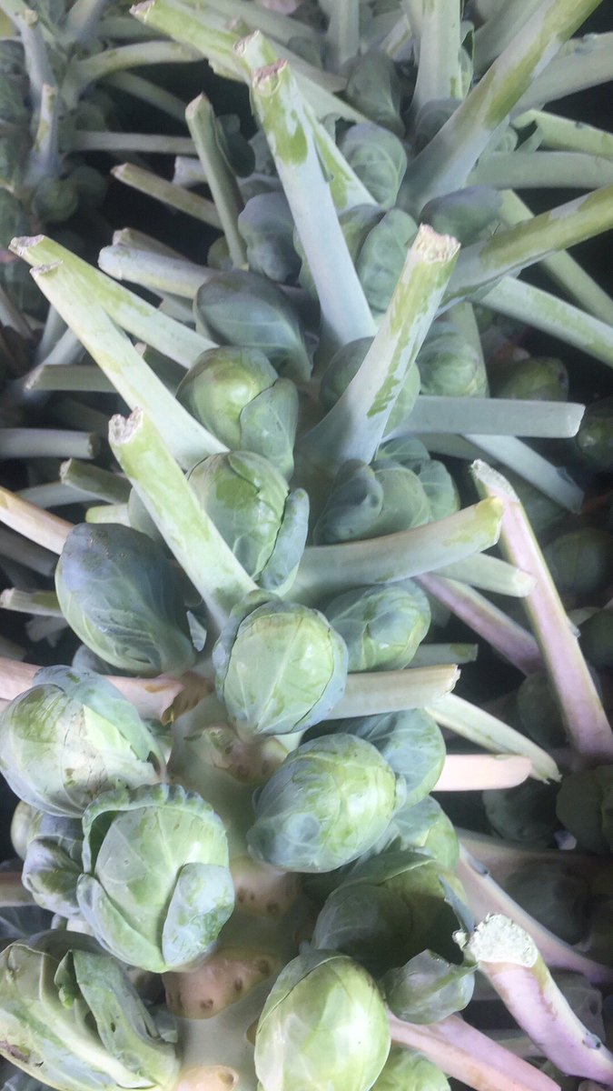 CheyennesMarket's tweet photo. #jerseyfresh BRUSSEL SPROUTS here at @CheyennesMarket https://t.co/68LqSQQ0k5