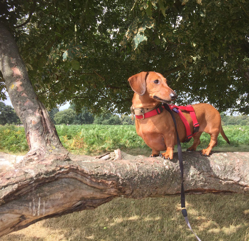 TheSquirmyWorms's tweet photo. Sadly today we lost our beloved Tinkerbell to the same illness that took her sister. We will love her forever. x https://t.co/5eZjLPLNAX
