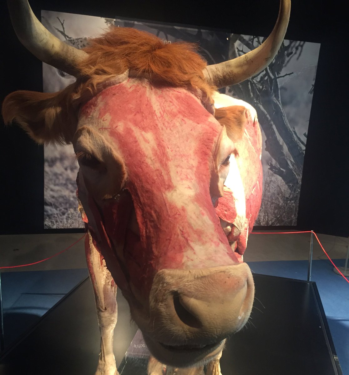 scienceatlife's tweet photo. @7Stories At last count we had 1 beard (thanks billy goat!) & 1 bear in #animalinsideout. Plus a cow with a suspected toupée #hairyarchives https://t.co/iJIMYi5owB