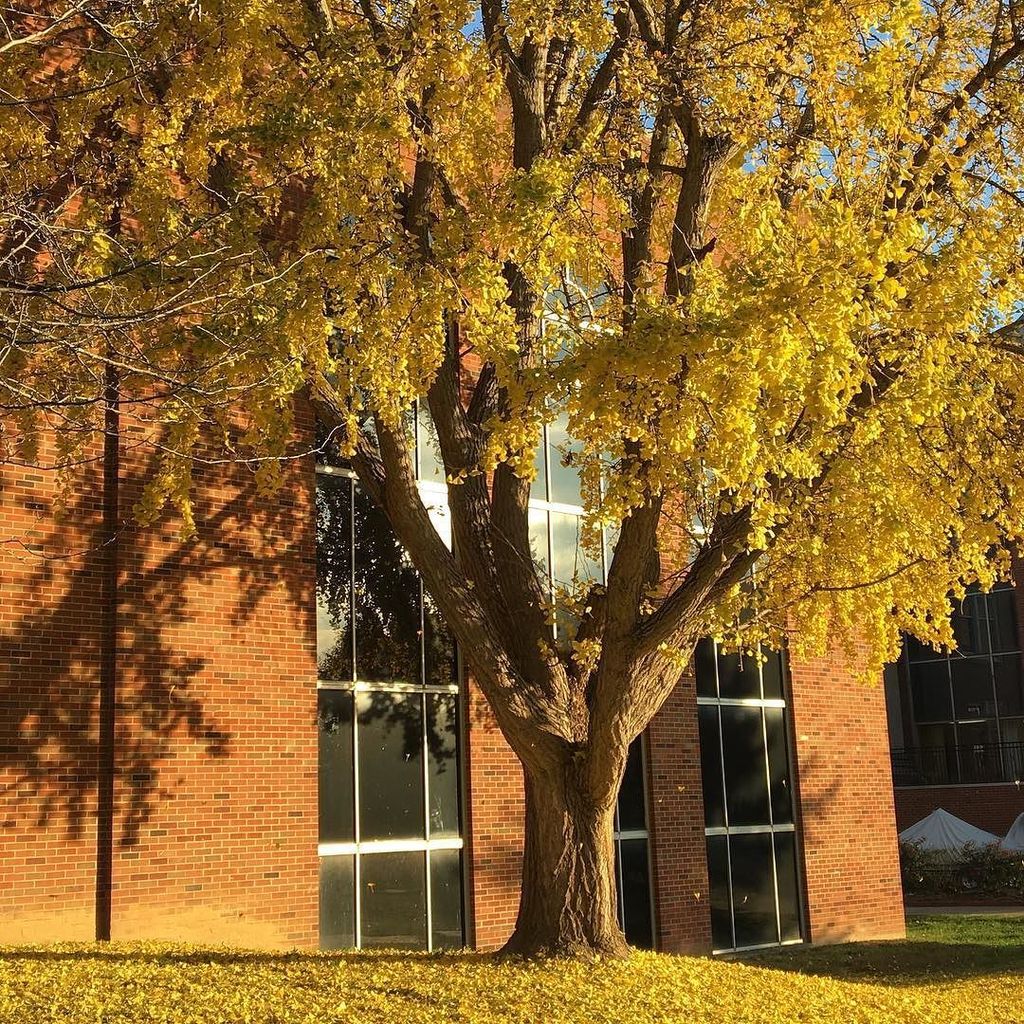 lavender_wolf's tweet photo. Love the #ginkgo tree outside of #morrowlibrary #marshalluniversity https://t.co/eLlRXxTmPZ