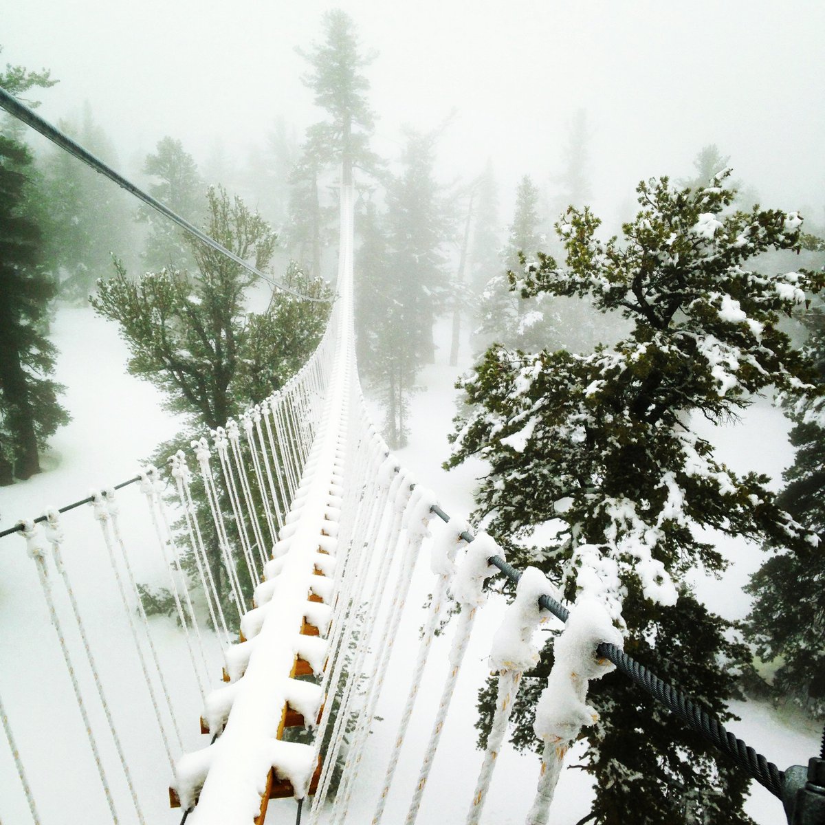 bonsaidesign's tweet photo. #letitsnow let it snow let it snow....
#bonsaidesign #bonsaidesignaerialcourse #aerialcourse https://t.co/Xawj4fCu7x