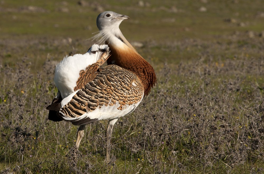 FBiodiversidad's tweet image. La Avutarda es el #ave voladora más pesada, la media del macho es de 13,5 Kg, aunque existen datos de ejemplares de 21 Kg. #BioQuiz