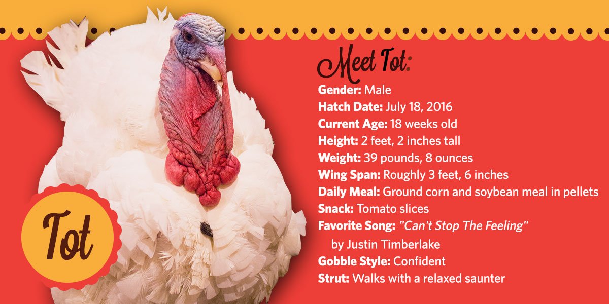 ObamaWhiteHouse's tweet photo. Introducing Tater and Tot, the 2016 National #Thanksgiving Turkeys: https://t.co/wTcdWKlWAM #WHTurkeyPardon https://t.co/H3NjsU6YNT