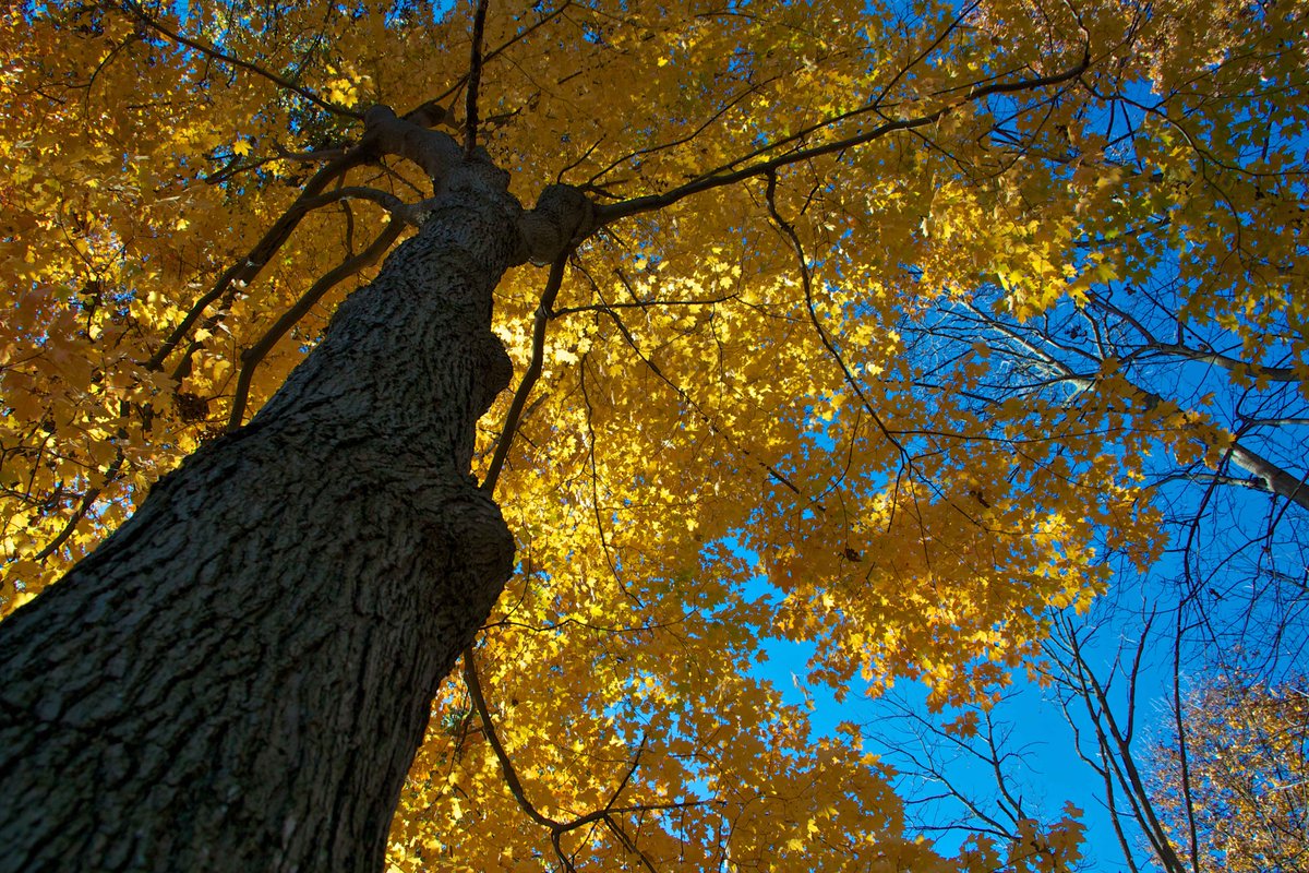 indianadunes's tweet image. You can #optoutside this Black Friday at any of the Indiana State Parks for FREE!  And yes, that includes the #indianadunes.