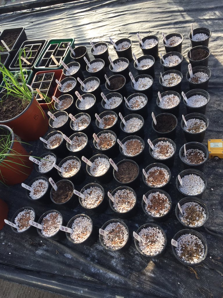 RebeccaFirth95's tweet photo. Pleased to have my HRP underway #SolanumSisymbriifolium #TrapCrop #PotatoCystNematode https://t.co/WnoSxdoIp8