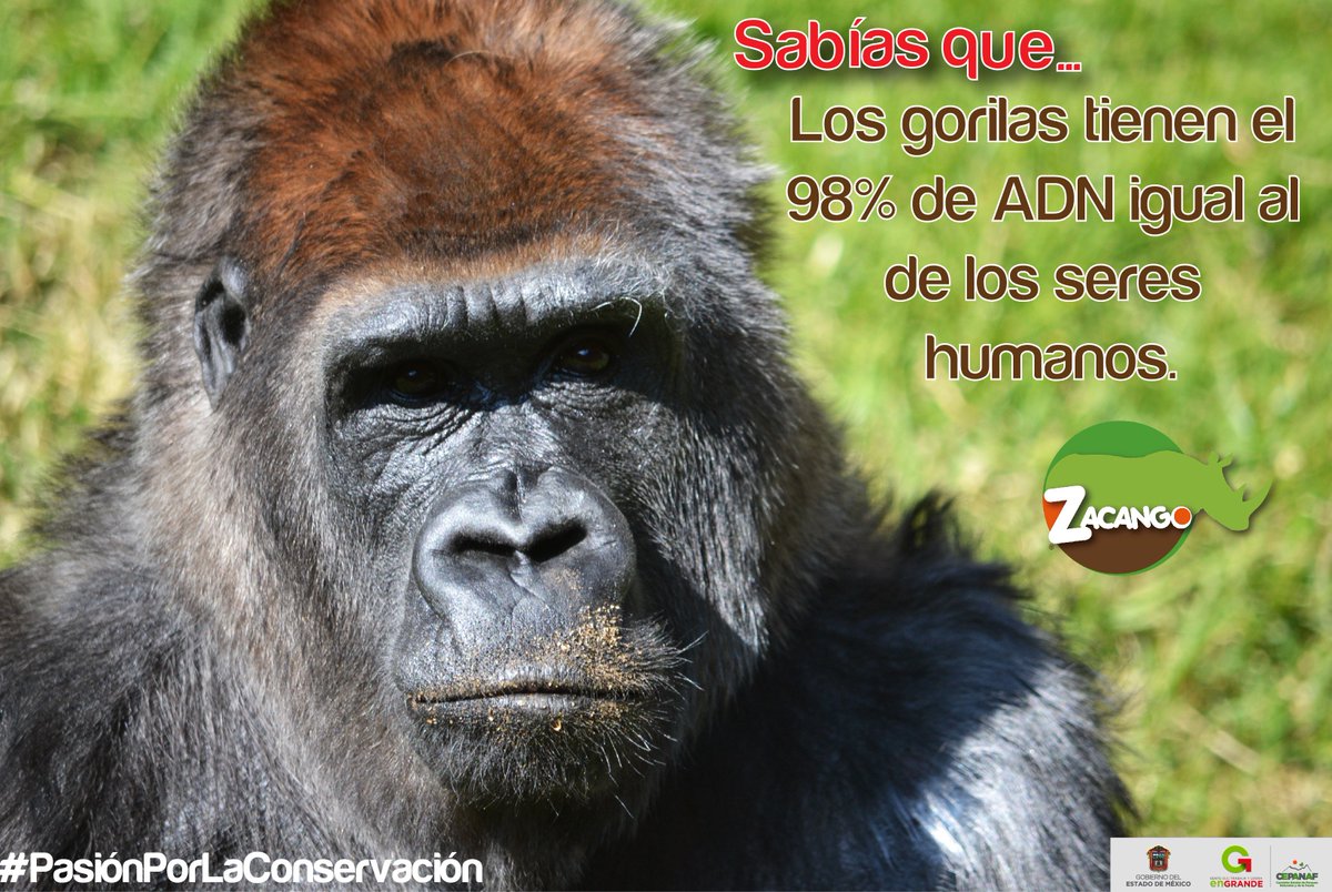 zacangoedomex's tweet photo. #SabíasQue #Arila #PasiónPorLaConservación #ILoveZacango https://t.co/IDryIZmJYo