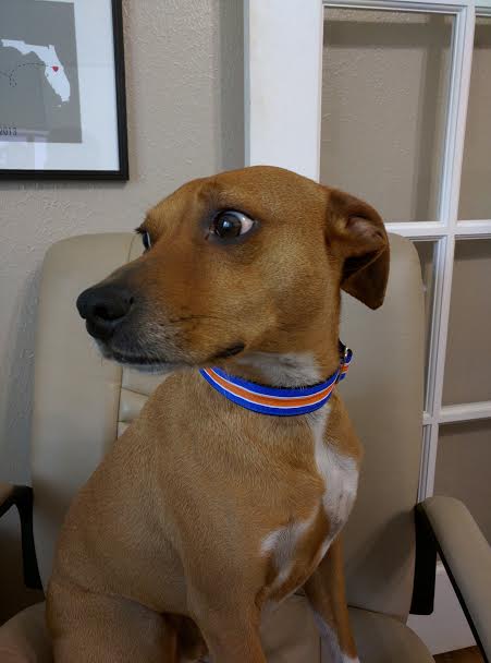 The very handsome Foster wearing his new Original Striped Martingale Dog Collar! DYO: bit.ly/2e1F60X #myifitbarks #dogcollar #dogs