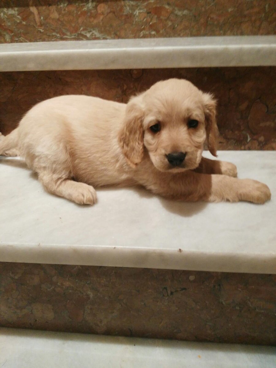 Dainsecond's tweet image. User va a ser papi mañana de esta ricura: