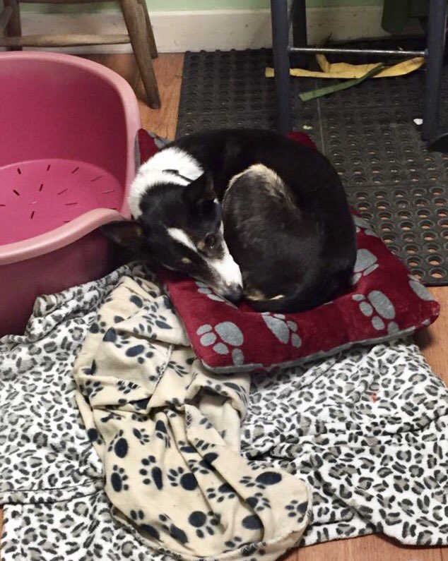CorynRDR's tweet photo. Lady has had a busy day rearranging her bedding in Mums shop &amp; getting her 1st vaccination at the vets 😊❤️ https://t.co/n9DzfC1KRA