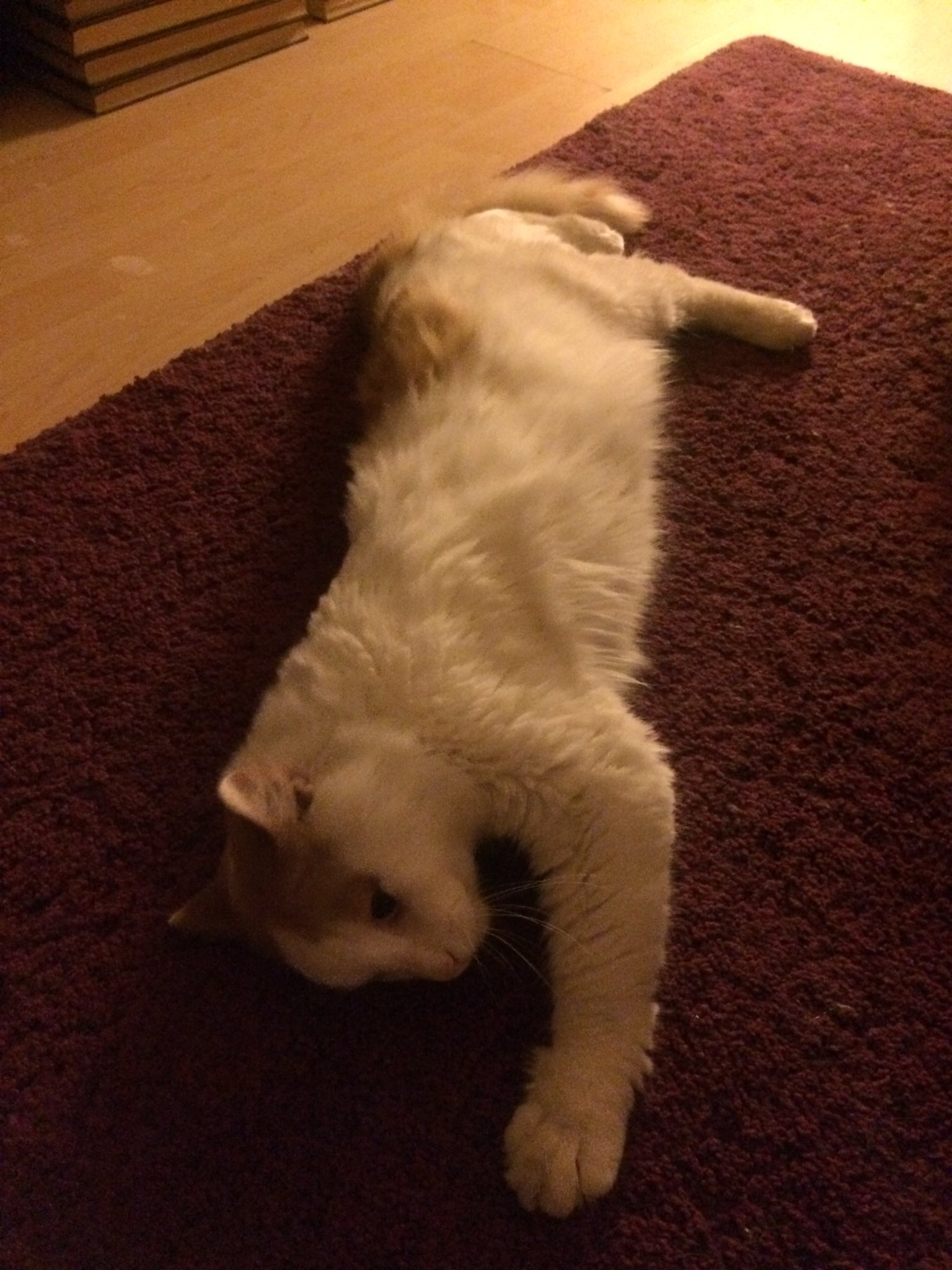 ata sozutok on twitter kedim dun evden kacti sisli 19 mayis mahallesi civarinda oldugunu dusunuyoruz sirt ve kuyrugu turuncu cenesinin altinda yara var https t co ikkwypeoht twitter