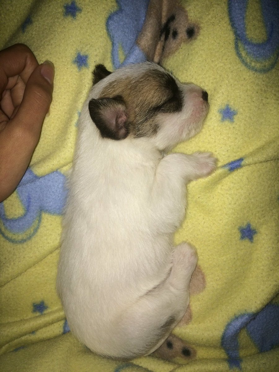 cavaliere_debby's tweet photo. #puppylove ❤️ https://t.co/KcV5jfo5Yx