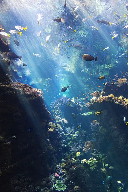 FirstCoastDiver's tweet photo. Cheers to beautiful reefs -- one extra thing we're thankful for this week. https://t.co/FUjLM4EFoO