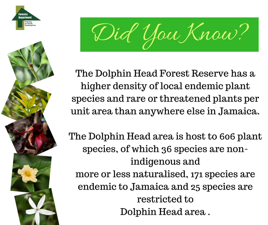 ForestryDeptJa's tweet photo. Did you know that the #DolphinHead #forest reserve is a premier site of endemism in Jamaica? #EndemicPlants #Biodiversity #ForestsMatter https://t.co/koBvzbpXGa