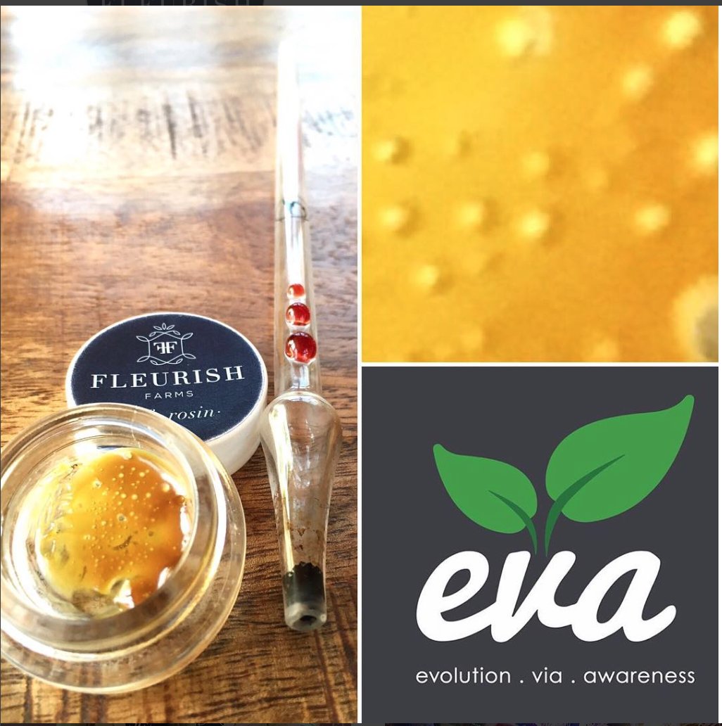 Our #PureFlowerOil #Rosin is Available in #santarosa area via @evaworldwide #greenribbon #jackog #boobooberry #OilSpill now! #terepene #mmj