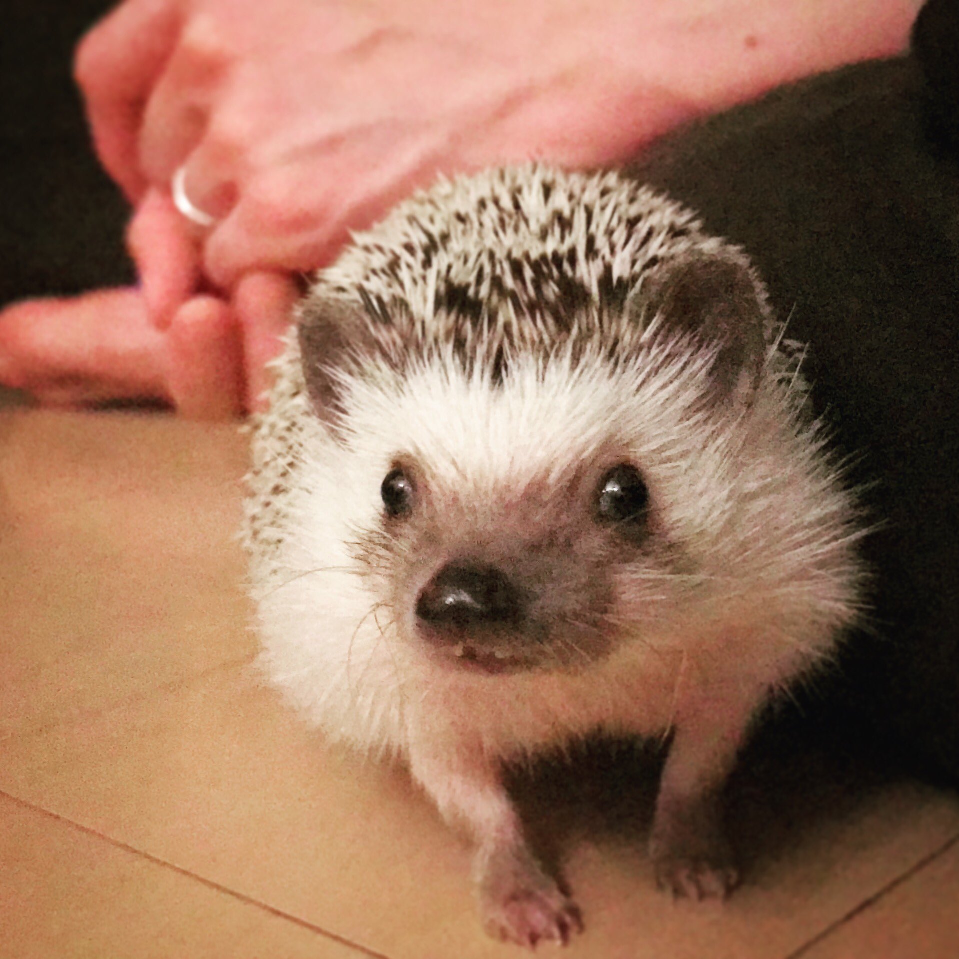 ハリネズミのシュシュ ᶜᴴᴼᵁᶜᴴᴼᵁ Chouchouxx Twitter