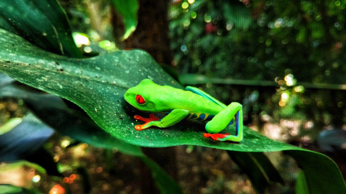 These are so much tinier and cuter in person than you can imagine! Loving #Nicaragua! #travel #travelblog #centralamerica #frog #nica