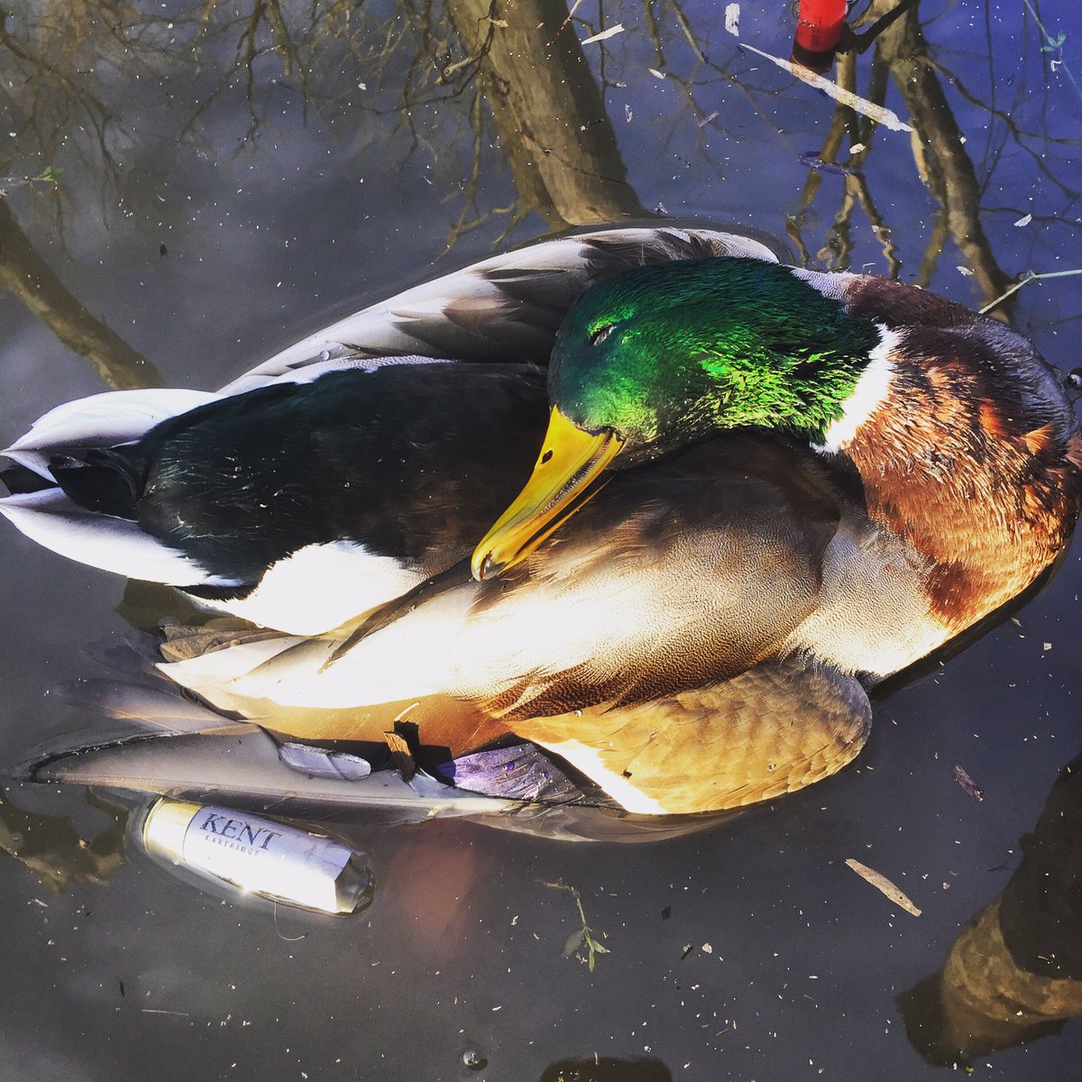 Good morning shooting local birds until the rest of them finally decide to head south <a href="/BrowningArms/">Browning</a> <a href="/AverageHunter/">Matt Staser</a>