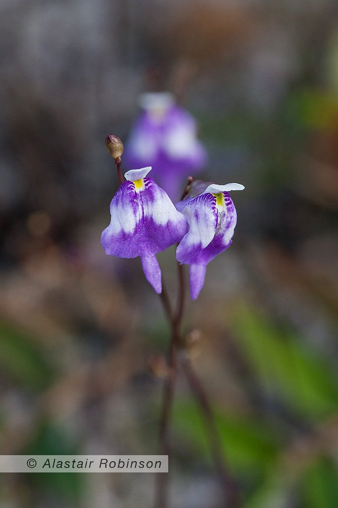 Alastair Robinson tweet media