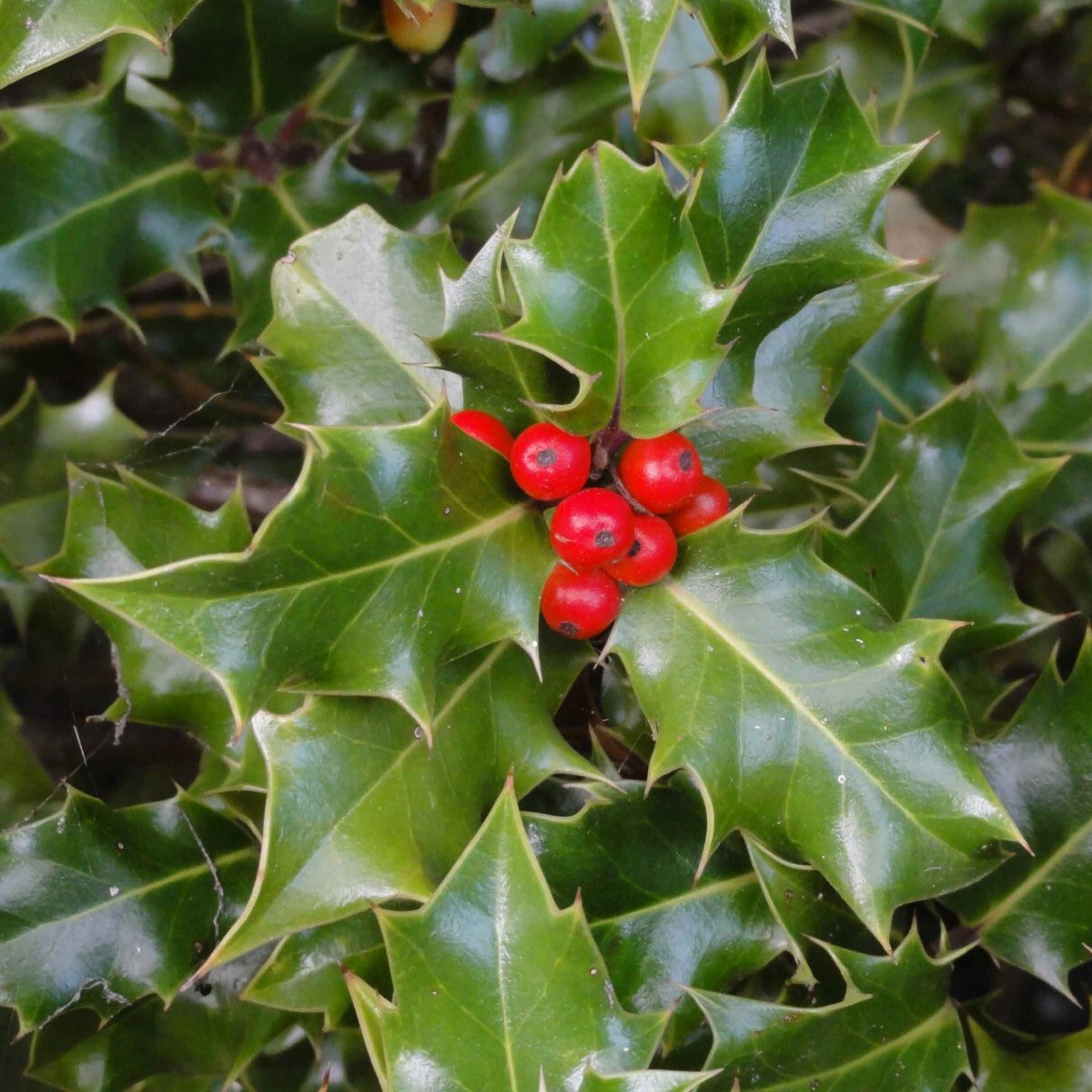 草木のこと Llex Aquifolium セイヨウヒイラギ クリスマス 飾りに用いられることから これからのシーズンよく目にするのだけれど 赤い実はキリストの血を尖った葉は苦悩を 白い花は生誕を意味する またキリスト教以前より聖木として 悪魔や魔法使いの