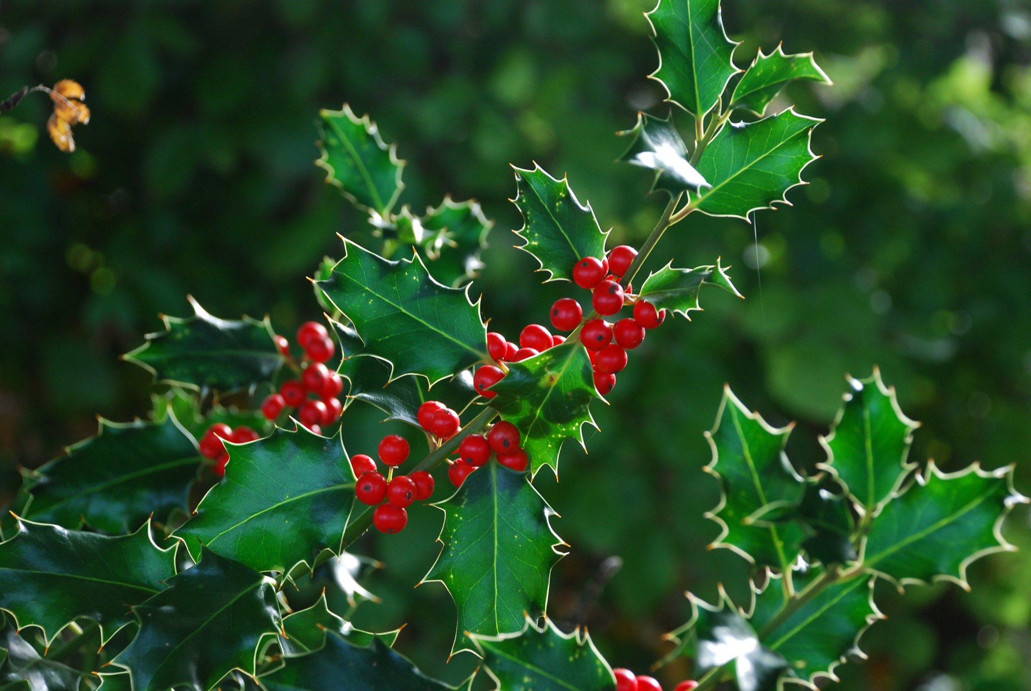 草木のこと Na Twitteru Llex Aquifolium セイヨウヒイラギ クリスマス 飾りに用いられることから これからのシーズンよく目にするのだけれど 赤い実はキリストの血を尖った葉は苦悩を 白い花は生誕を意味する またキリスト教以前より聖木として 悪魔や魔法使いの