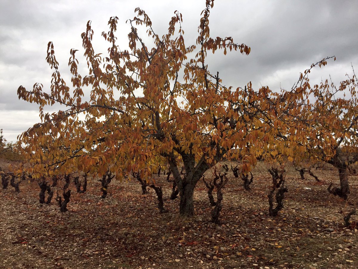 Viñedo a 1.000 m de altitud en DO Arlanza. Paisaje de Sabinares, un proyecto de David González, <a href="/ja_leza/">Juan Antonio Leza</a>, <a href="/BEQUERPRIETOCAS/">BEQUER PRIETO CASTRO</a> y Luis Martín