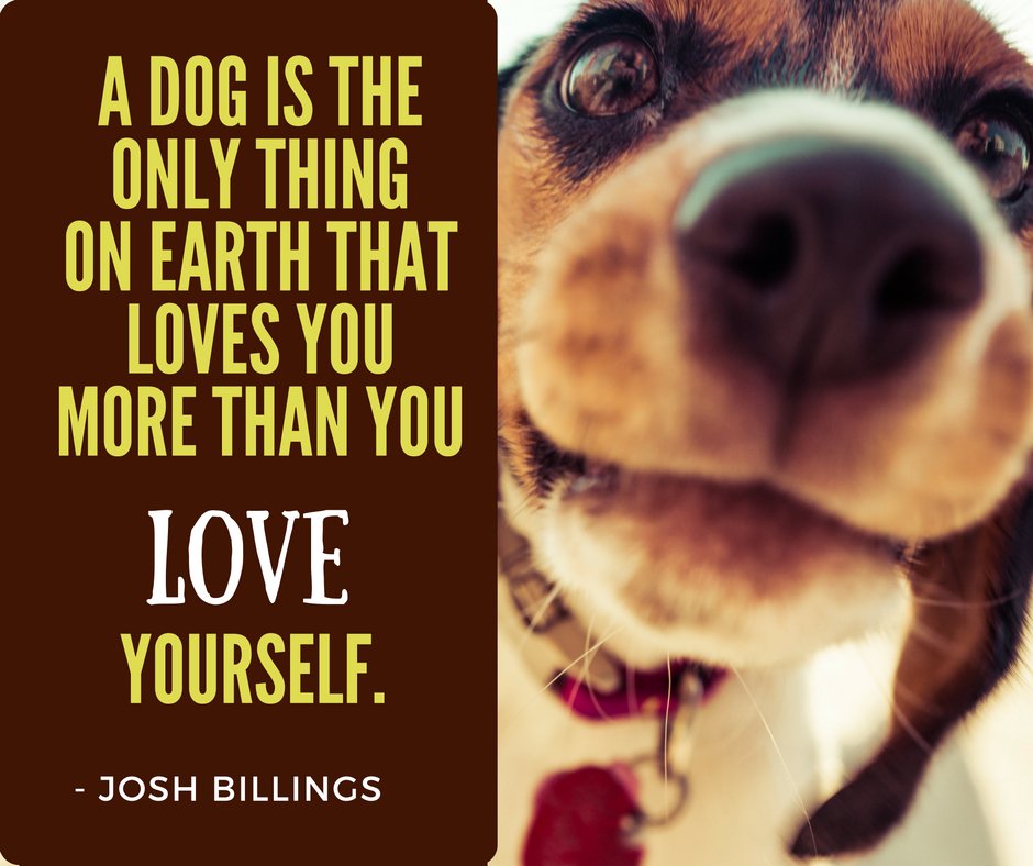 A true unconditional love. IfItBarks.com #myifitbarks #dogspiration #petspiration