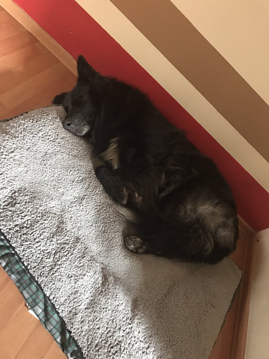 ElGonzok's tweet photo. Es todo un cachorrito con cuerpo de ballena 😍 https://t.co/Qb0yOP8oJD