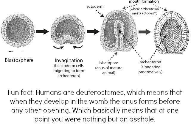 Developmental biology is amazing! #assholes #CellDifferentiation via I fucking love science