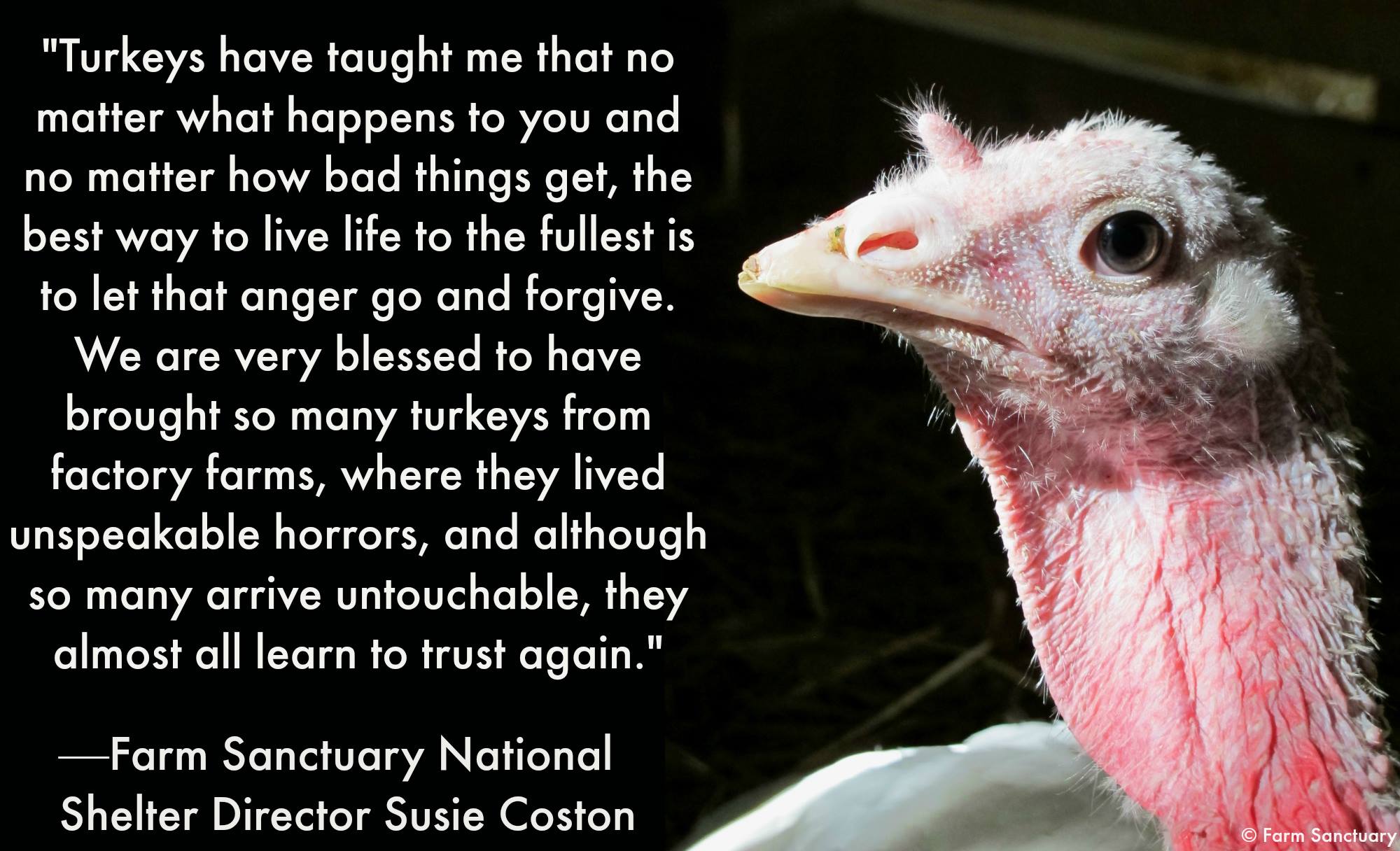 Farm Sanctuary on X