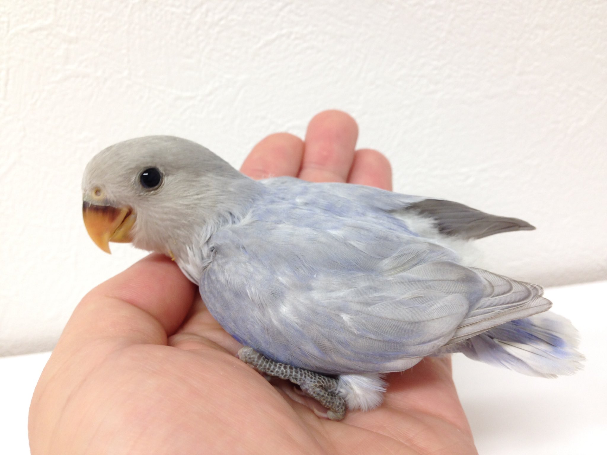 ট ইট র インコ専門店 ペありー In 静岡県 富士宮市 実店舗 完全予約制 発信専用 生体入荷案内 国産 コザクラインコ マーブルターコイズバイオレットオパーリン パステルバイオレットオパーリン 1羽 レアカラー なかなかお目にかかれない品種です