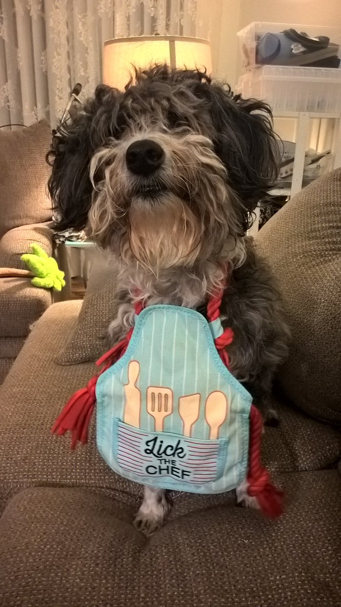 BrightlyStCyr's tweet photo. #barkbox #ThanksgivingPrep Molly offers cleaning services for more Droolers or Nature's Bits treats https://t.co/eGMVy96vGV