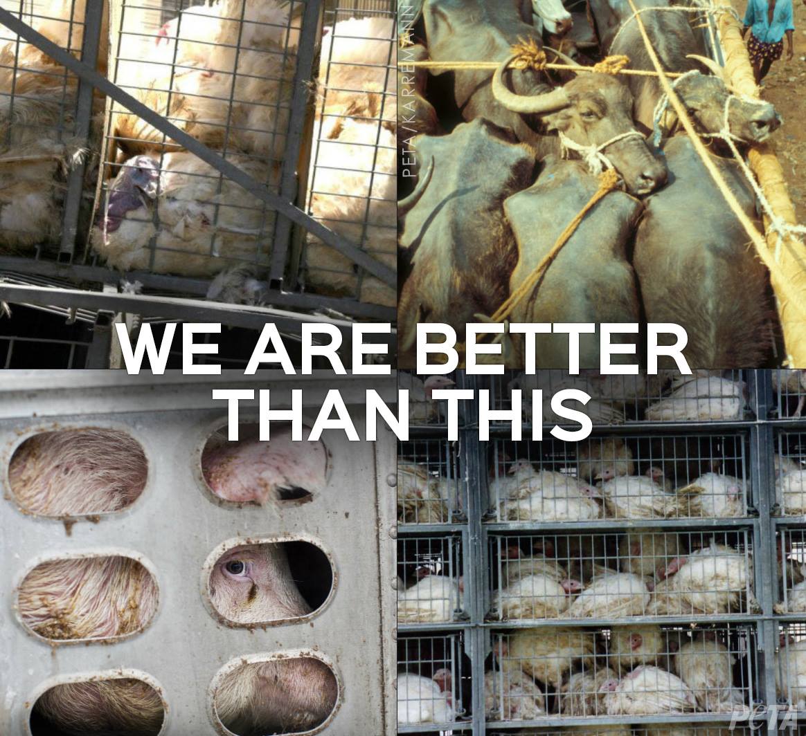 peta's tweet photo. We've all seen animals crammed in trucks on their way to slaughter. RT if you know they don't deserve this! https://t.co/fcN8NEAcTH
