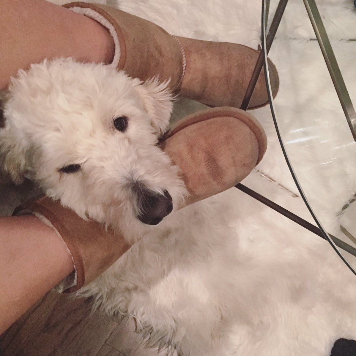 JamesonTheGDood's tweet photo. When you trying to nap but don't want her to forget about you #mamasboy #needy #uggs #naptime #goldendoodle https://t.co/NleGyhzFGq