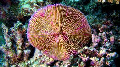 TWoSEdm's tweet photo. Dive into a spectacular underwater experience in #SecretOcean in IMAX 3D at #myTWOSE. Pictured here is a mushroom coral & a snail in Fiji. https://t.co/FykY47ksUN