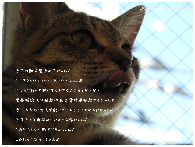 Twitterで画像を見る