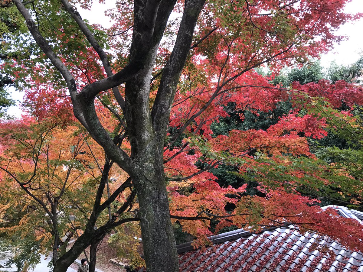 irichancute's tweet photo. 平等院に来ました https://t.co/rvI4dyUHoX
