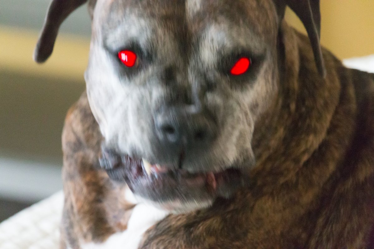 TheDeviantLens's tweet photo. OK, something's wrong, I can tell. #photography #photooftheday #deviantlens #pet #possessed #π· https://t.co/N3gDdPFdab