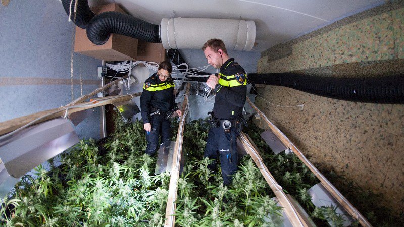 Bijna duizend hennepplanten in beslag genomen bij kwekerijen in Bergen op Zoom en Roosendaal
dichtbij.nl/bergen-op-zoom…