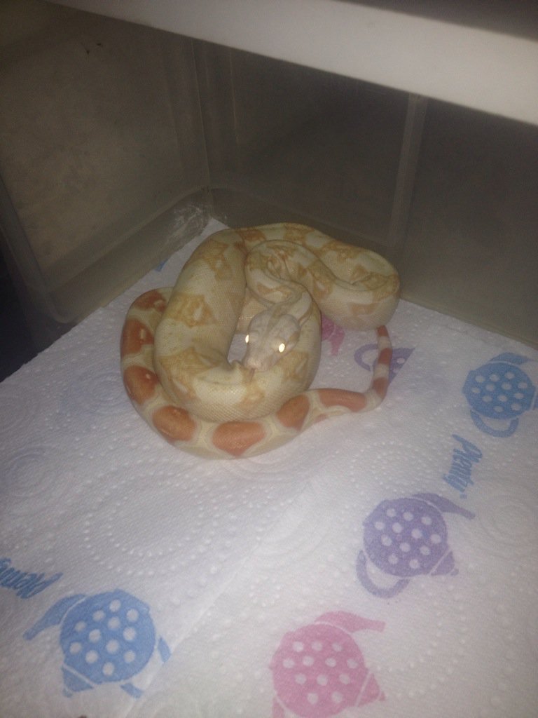 freetheweed83's tweet photo. @SnakeBytesTV how dya like my baby Kahl albino boas and Marley my common boa? https://t.co/yYvMIAWBis