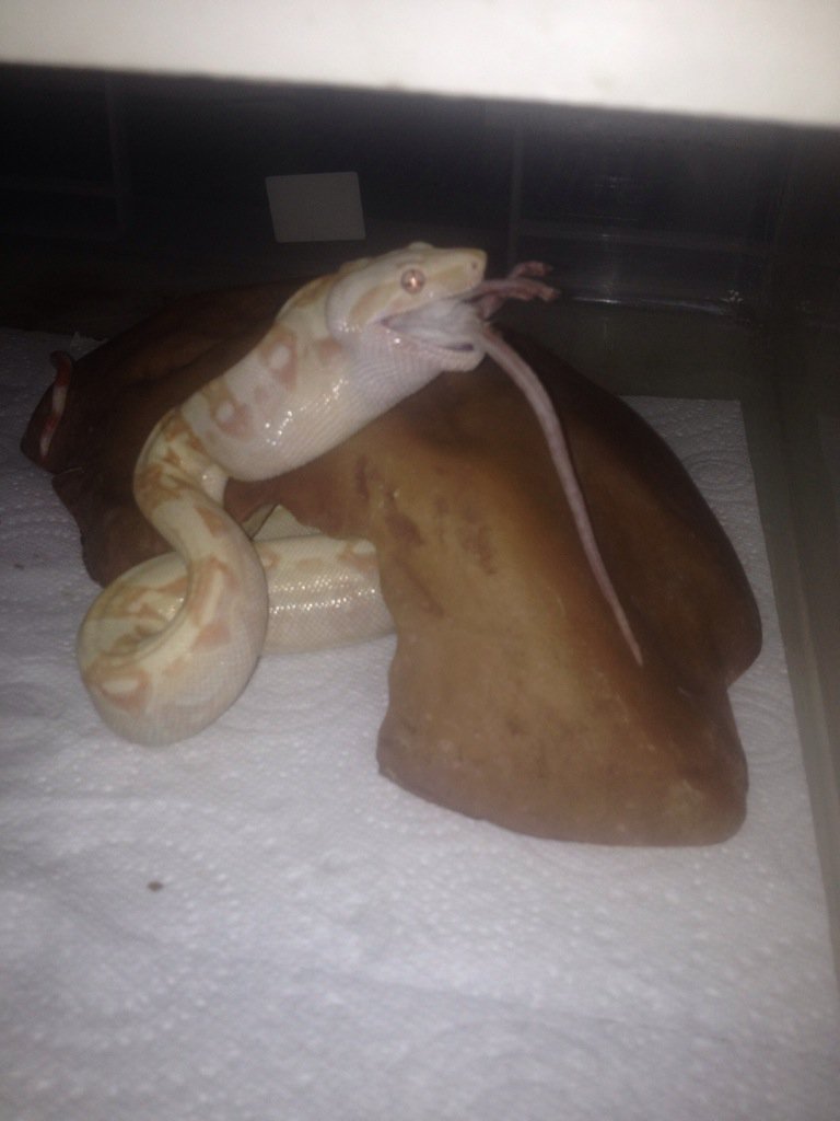 freetheweed83's tweet photo. @SnakeBytesTV how dya like my baby Kahl albino boas and Marley my common boa? https://t.co/yYvMIAWBis