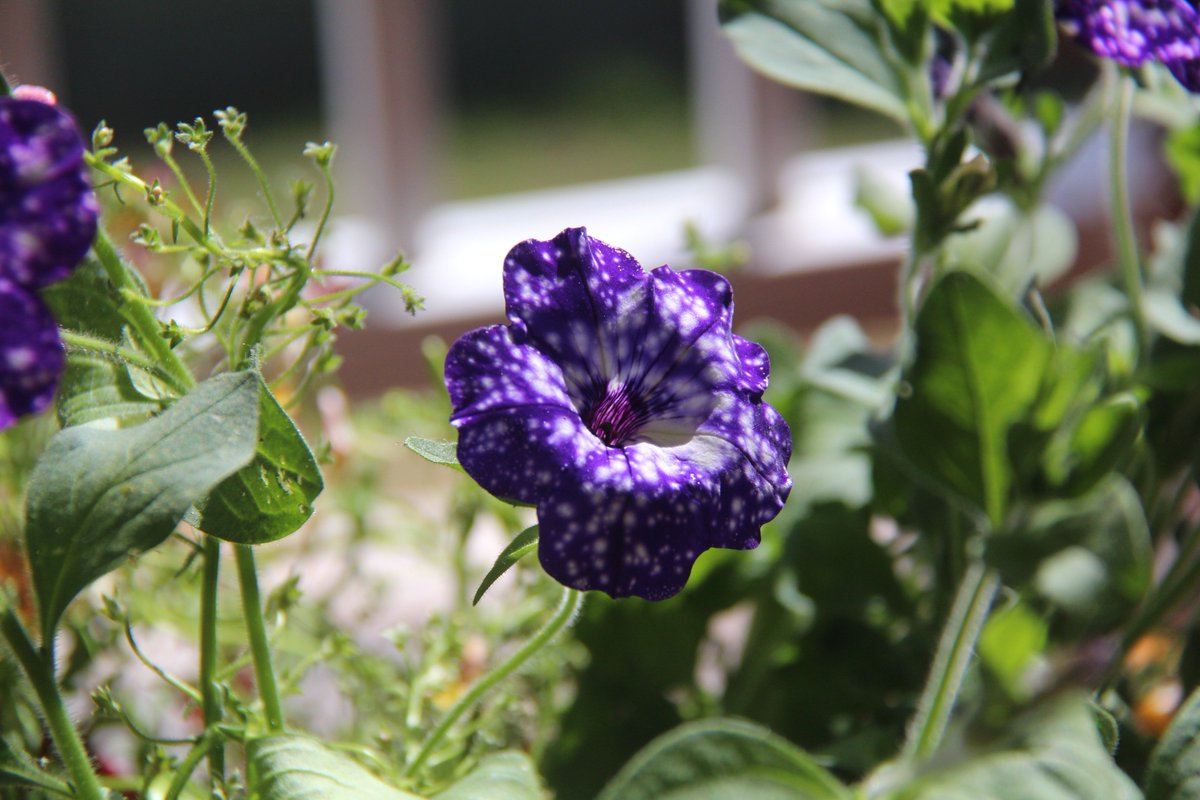 CordialsMezz's tweet photo. @ParisJackson Look at the flowers I have in my garden! Thought you'd love just like me! They're called Petunia Night sky. Love you always xx https://t.co/J0cRSgiCqA